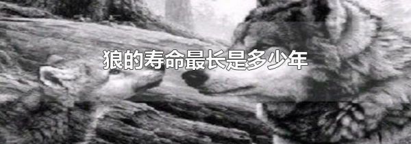 狼的寿命最长是多少年
