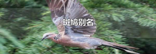 斑鸠别名