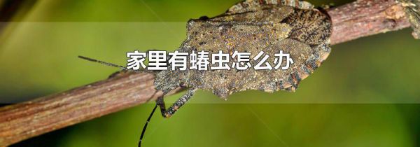 家里有蝽虫怎么办