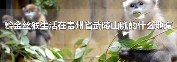 黔金丝猴生活在贵州省武陵山脉的什么地方