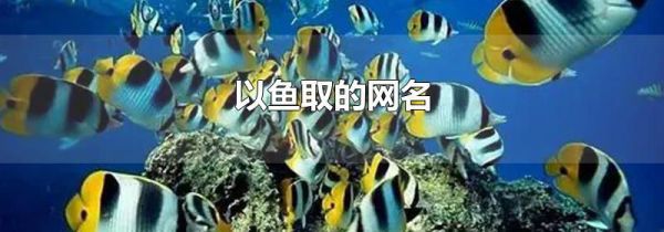 以鱼取的网名