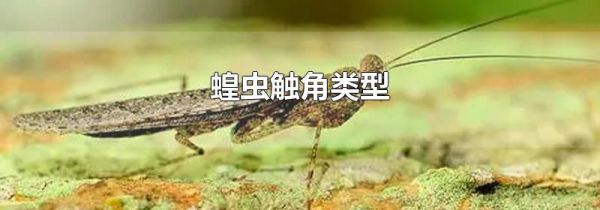 蝗虫触角类型
