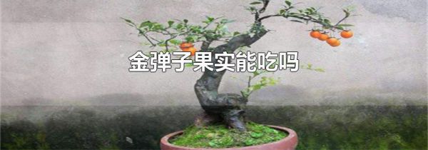 金弹子果实能吃吗