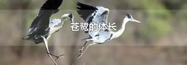 苍鹭的体长