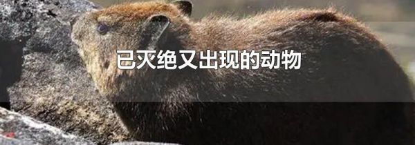 已灭绝又出现的动物