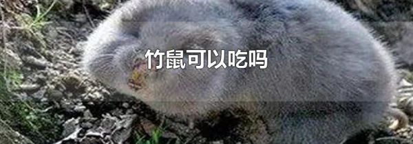 竹鼠可以吃吗