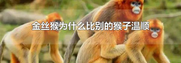 金丝猴为什么比别的猴子温顺