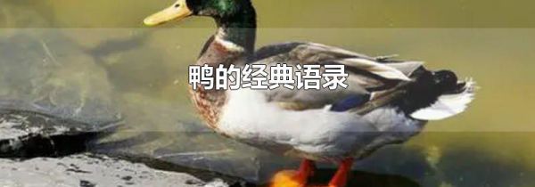 鸭的经典语录