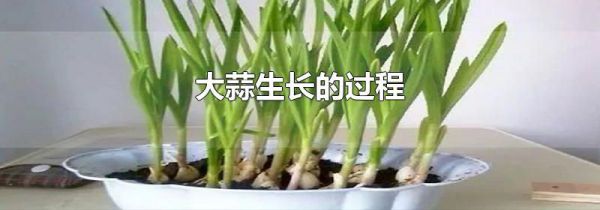 大蒜生长的过程