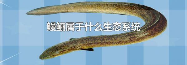 鳗鲡属于什么生态系统