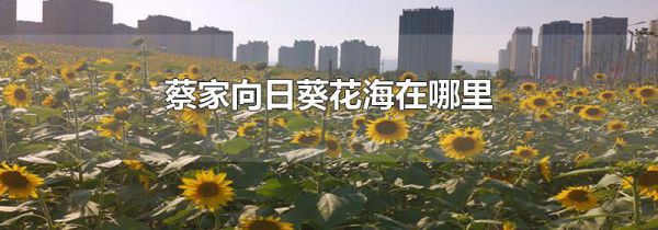 蔡家向日葵花海在哪里