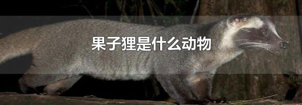 果子狸是什么动物
