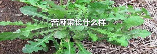 苦麻菜长什么样