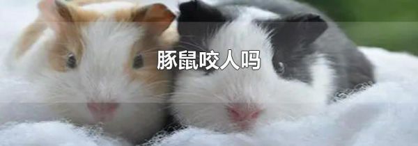 豚鼠咬人吗