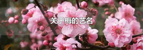 关于梅的艺名