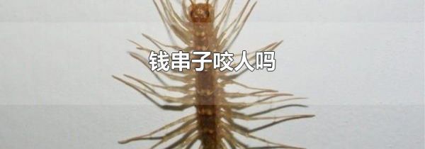 钱串子咬人吗