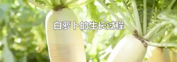 白萝卜的生长过程