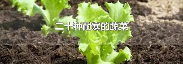 二十种耐寒的蔬菜