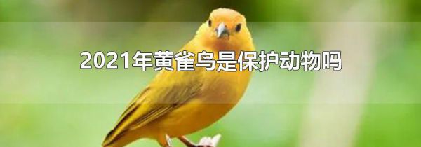 2021年黄雀鸟是保护动物吗