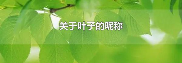 关于叶子的昵称