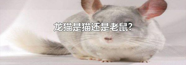 龙猫是猫还是老鼠?