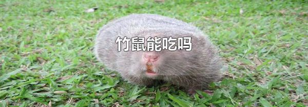 竹鼠能吃吗