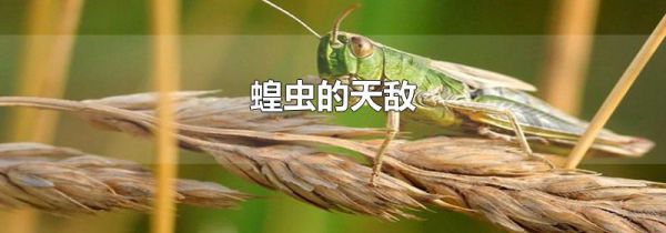 蝗虫的天敌