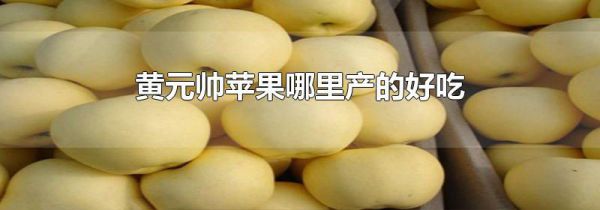 黄元帅苹果哪里产的好吃