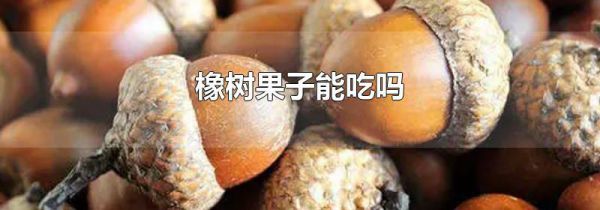 橡树果子能吃吗