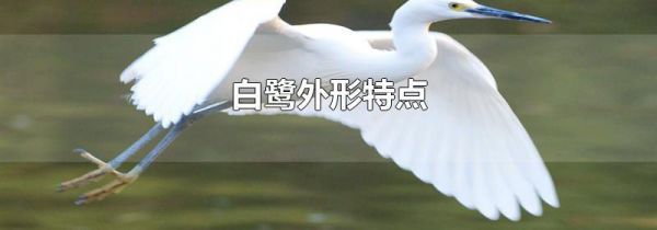 白鹭外形特点
