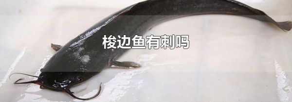 梭边鱼有刺吗