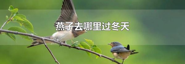 燕子去哪里过冬天