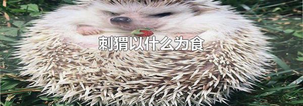 刺猬以什么为食
