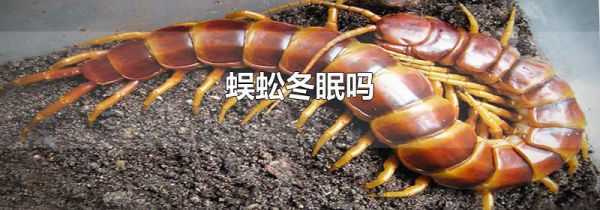 蜈蚣冬眠吗