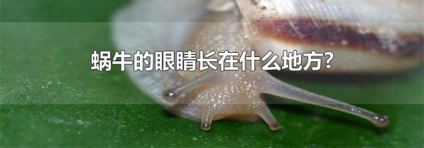 蜗牛的眼睛长在什么地方?