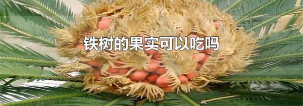 铁树的果实可以吃吗