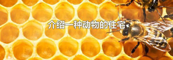 介绍一种动物的住宅