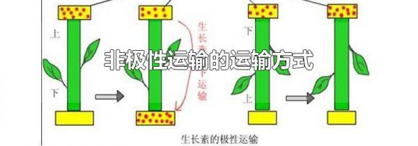 非极性运输的运输方式