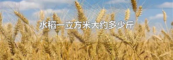 水稻一立方米大约多少斤