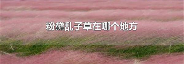 粉黛乱子草在哪个地方