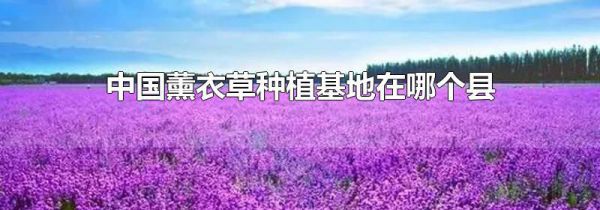 中国薰衣草种植基地在哪个县