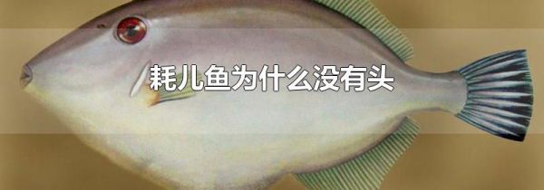 耗儿鱼为什么没有头