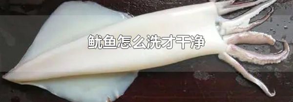 鱿鱼怎么洗才干净