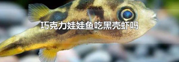 巧克力娃娃鱼吃黑壳虾吗