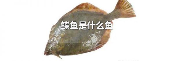 鲽鱼是什么鱼