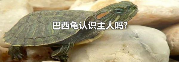 巴西龟认识主人吗?