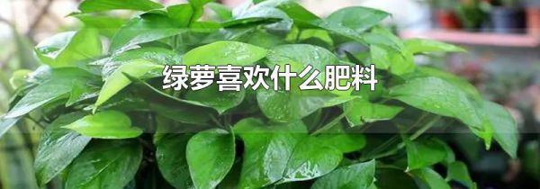 绿萝喜欢什么肥料