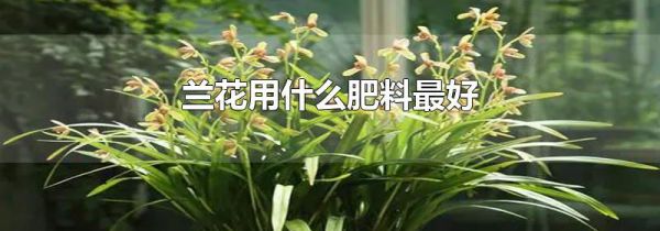 兰花用什么肥料最好