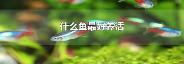 什么鱼最好养活
