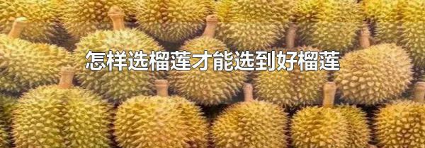 怎样选榴莲才能选到好榴莲